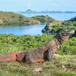 Paket Wisata Labuan Bajo Komodo 4 Hari 3 Malam