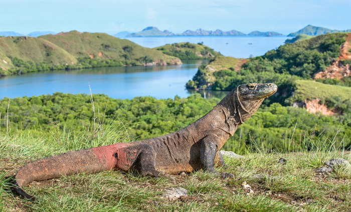 Paket Wisata Labuan Bajo Komodo 4 Hari 3 Malam