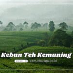 kebun teh kemuning