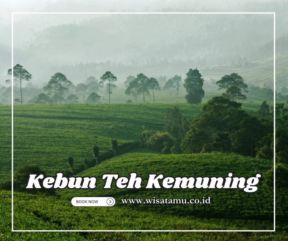 kebun teh kemuning