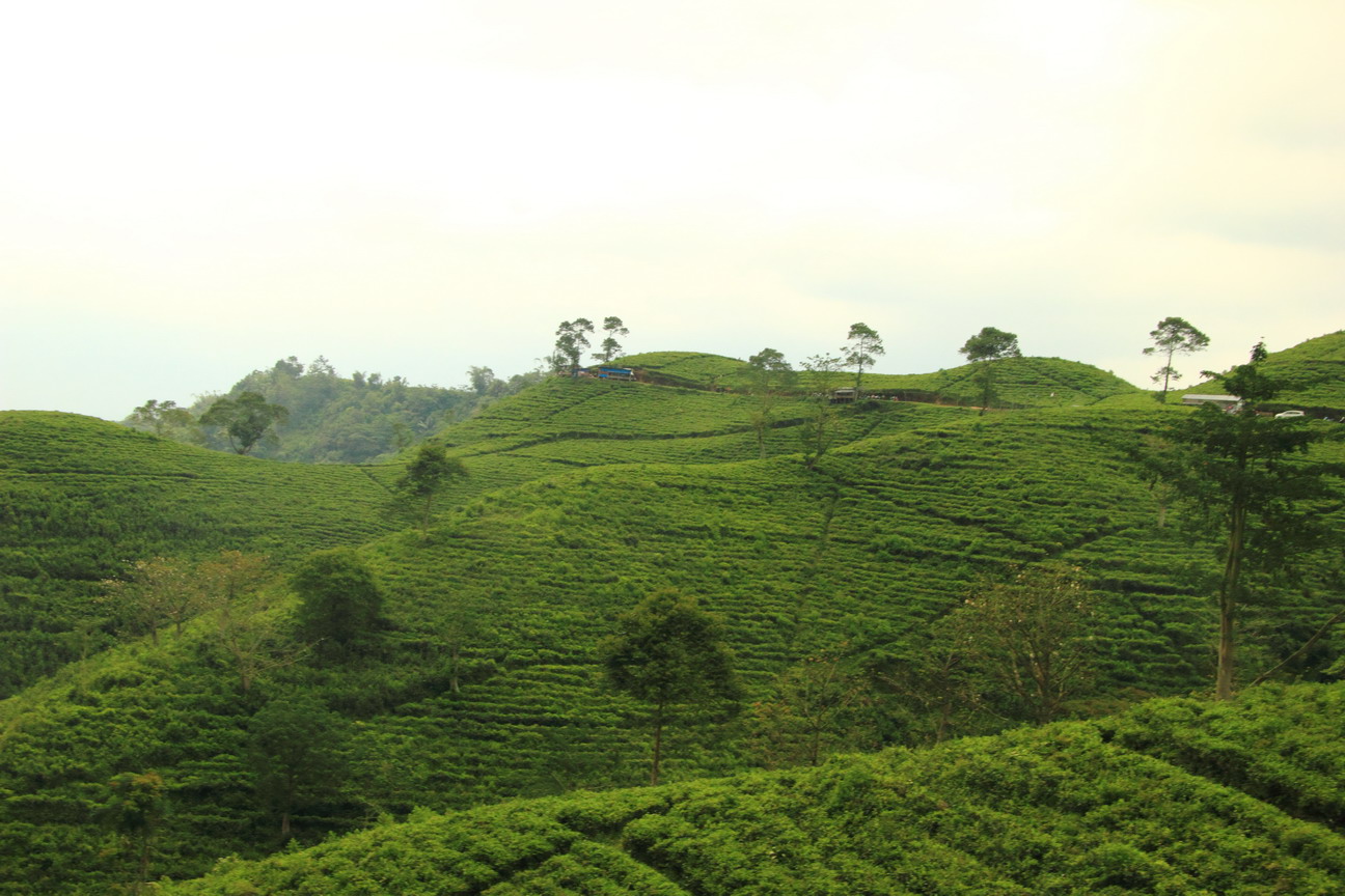 Kebun Teh Kemuning